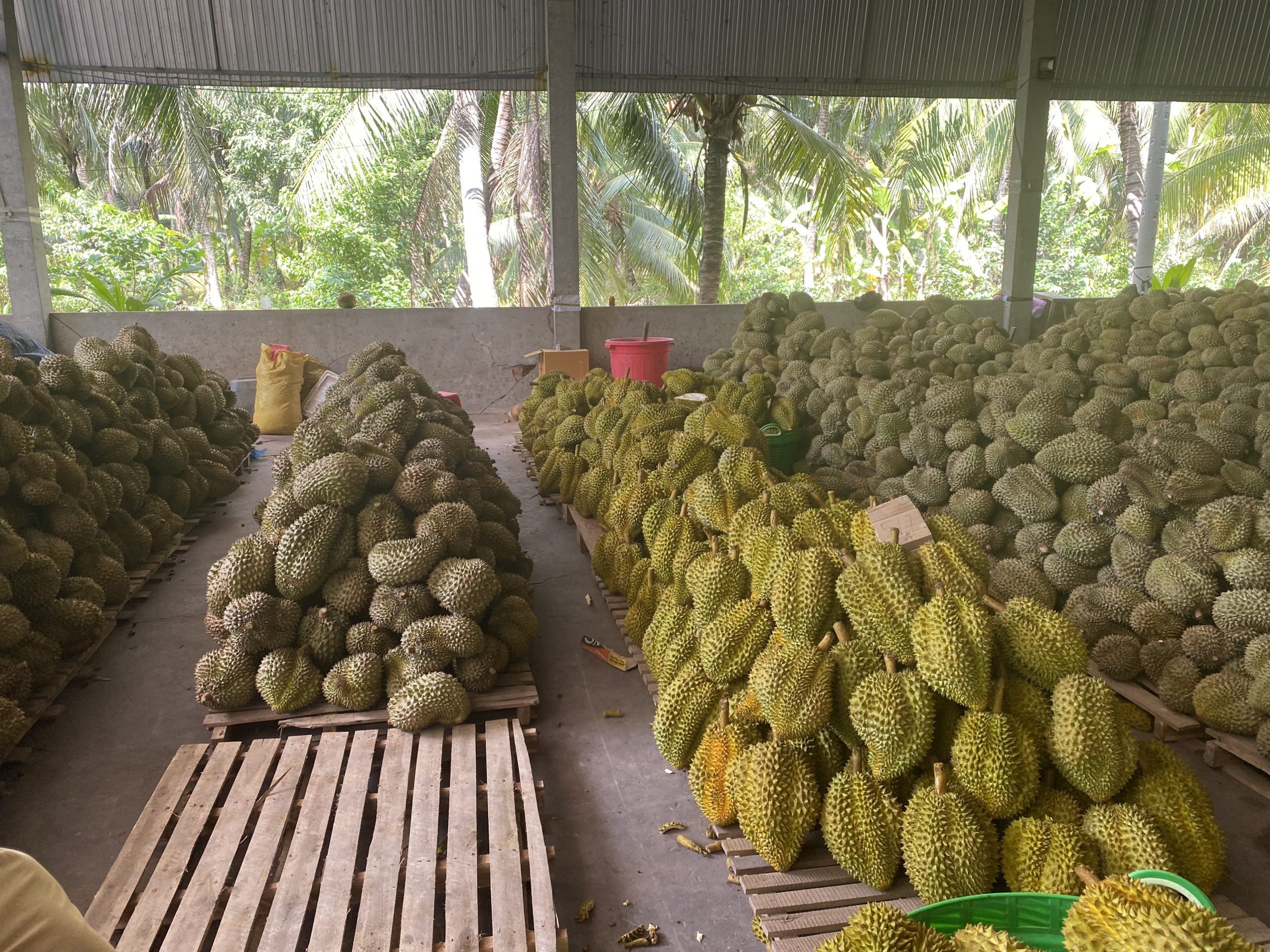 z4548002001529_f011ec54f24c2ba79a4f96192489a780