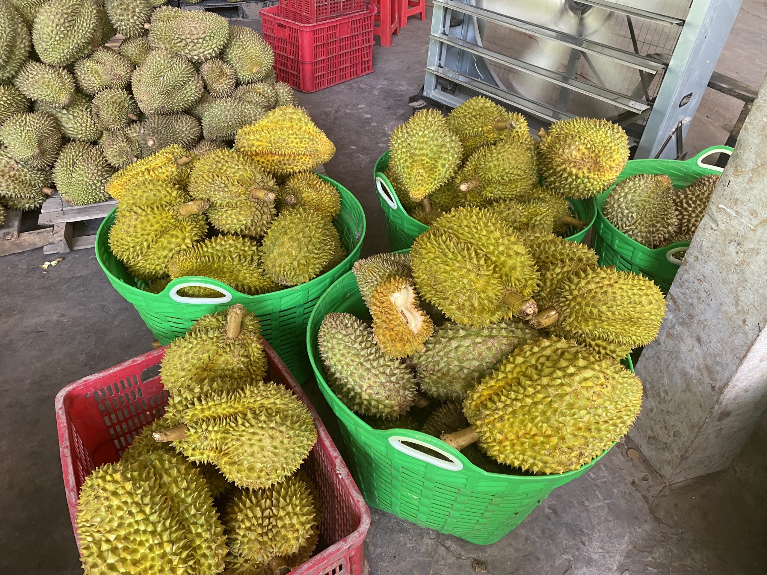 z4548002006783_bb7a5417b43e95b9497c0659a55f57ff