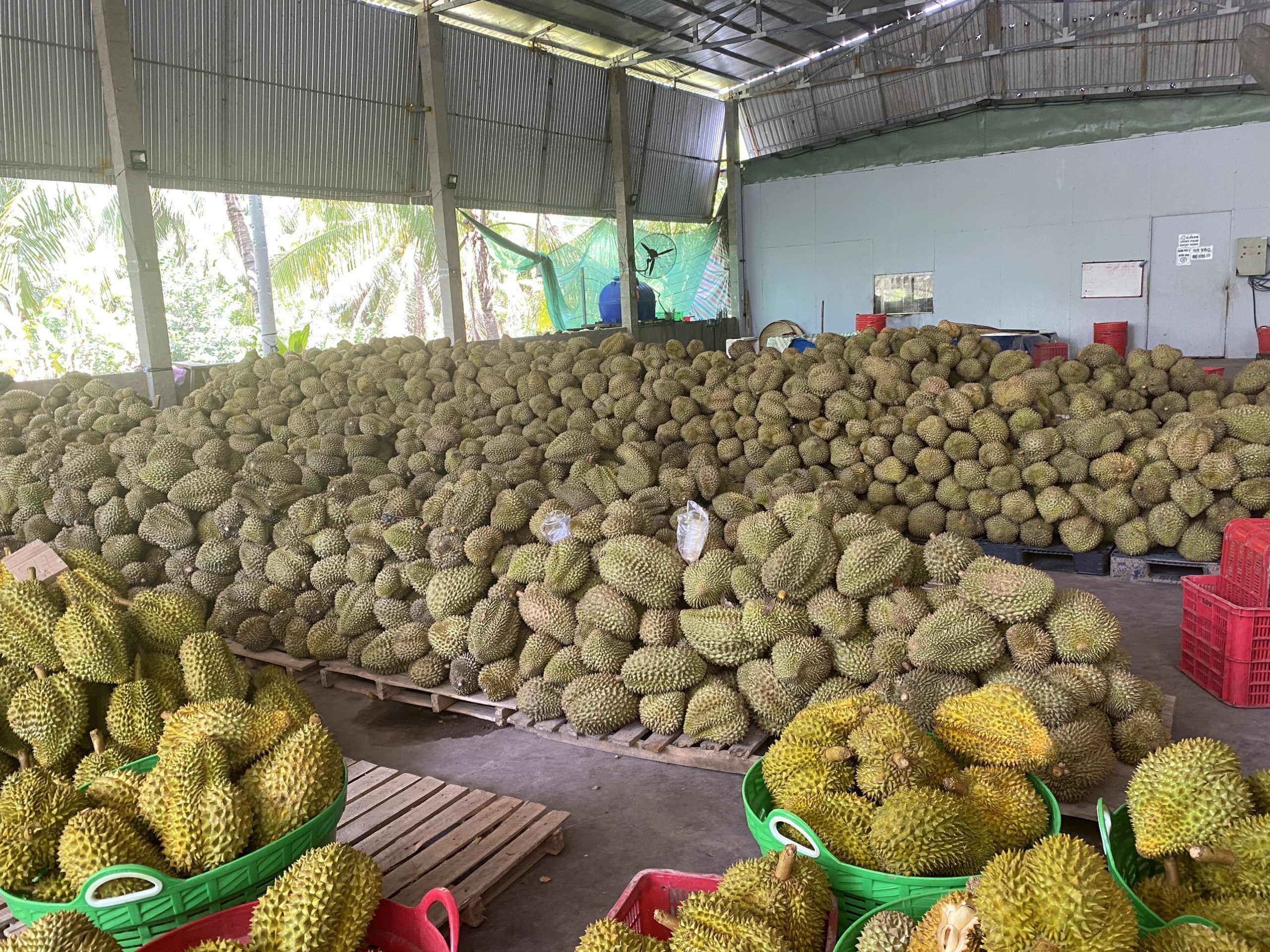 z4548002035348_9b0b03474c45b3b5acdf9675c22879a6